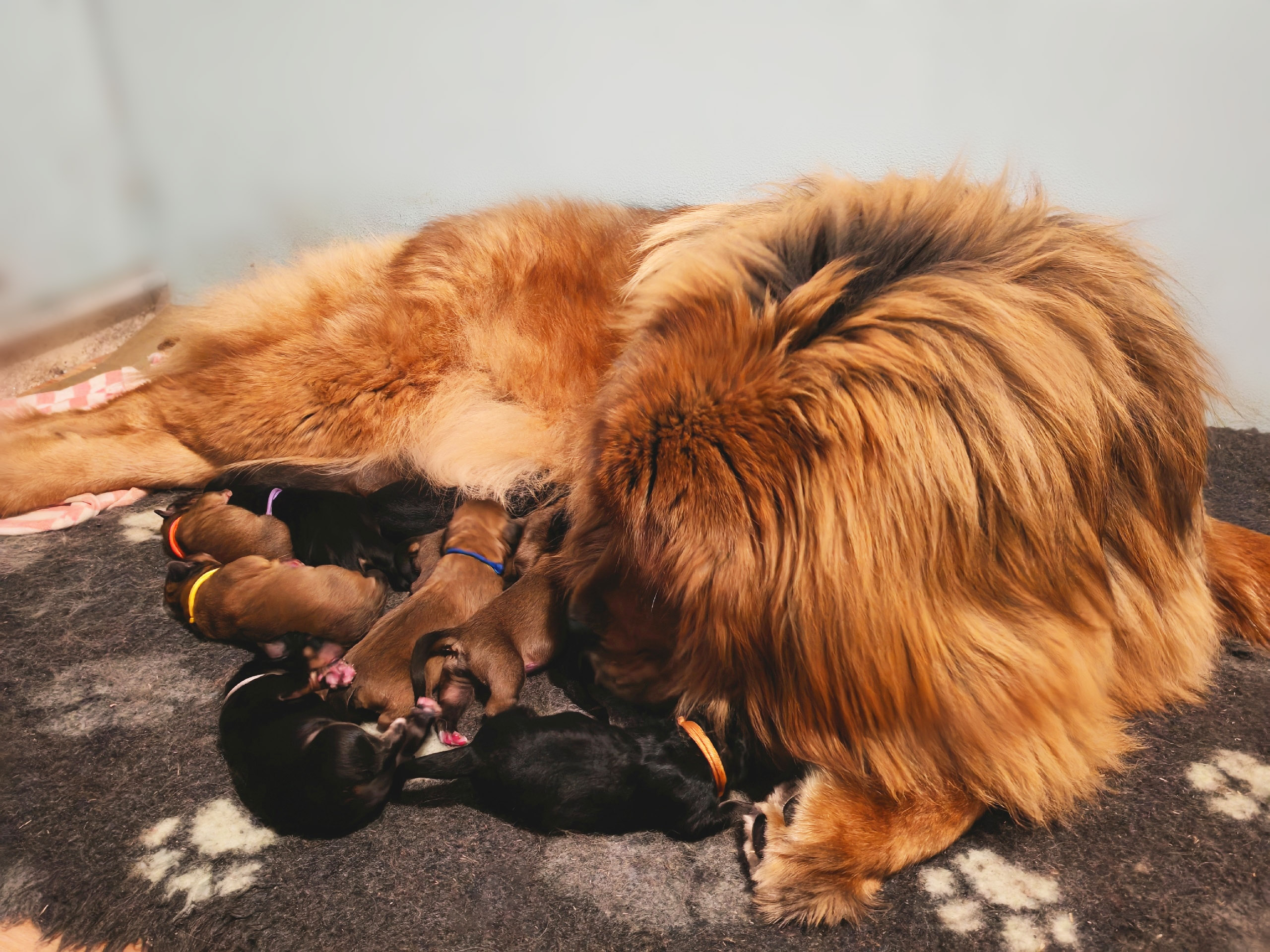 Щенки от Конфеты и Барса