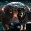 Наши щенки - Помет И - NASLEDIE TIBETA LEO KOROL RINGA X NASLEDIE TIBETA JETTA - 2016