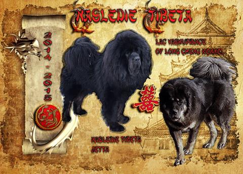 тибетский мастиф щенки