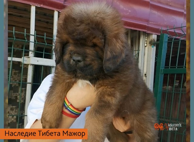 Щенки от пары Ерик х Конфета