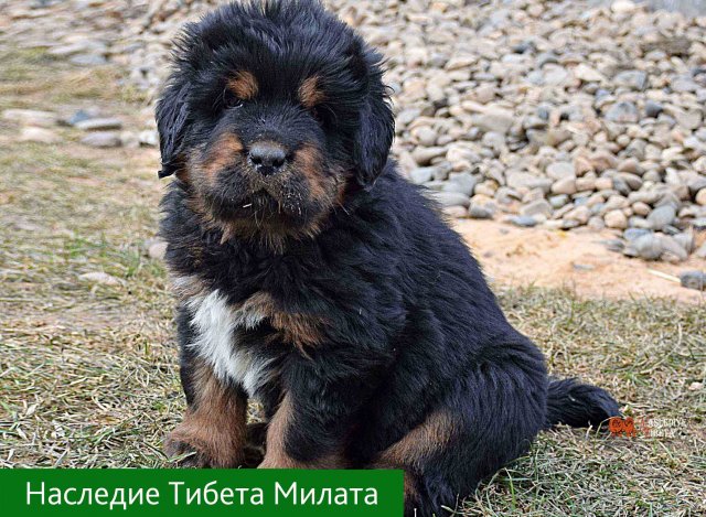 Щенки от пары Ерик х Конфета