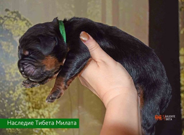 Щенки от пары Ерик х Конфета