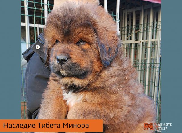 Щенки от пары Ерик х Конфета