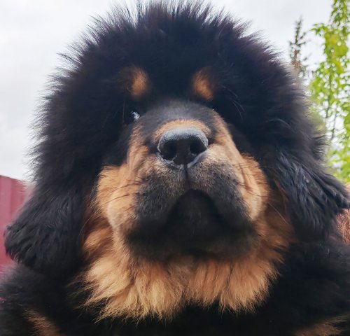 Щенки от пары Ерик х Конфета