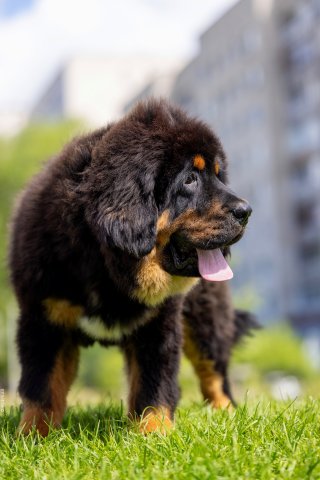 Щенки от пары Ерик х Конфета