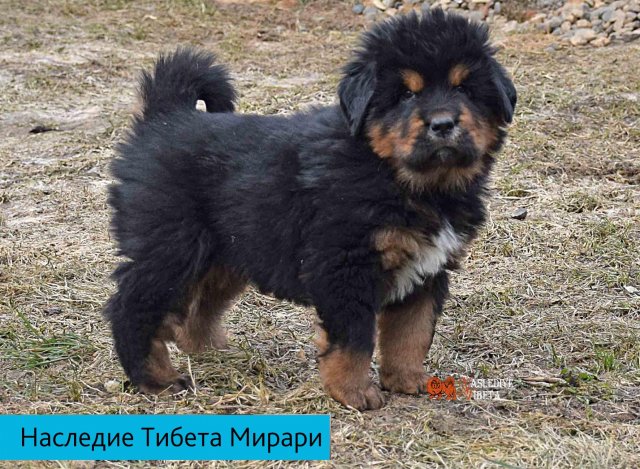 Щенки от пары Ерик х Конфета