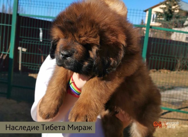 Щенки от пары Ерик х Конфета
