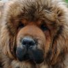 Щенки от пары Ерик х Конфета