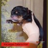 Щенки от пары Ерик х Конфета