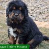 Щенки от пары Ерик х Конфета