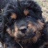 Щенки от пары Ерик х Конфета