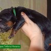 Щенки от пары Ерик х Конфета