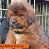 Щенки от пары Ерик х Конфета