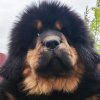 Щенки от пары Ерик х Конфета