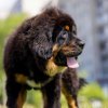 Щенки от пары Ерик х Конфета