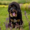 Щенки от пары Ерик х Конфета