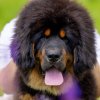 Щенки от пары Ерик х Конфета
