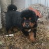 Щенки от пары Ерик х Конфета