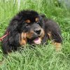 Щенки от пары Ерик х Конфета