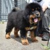 Щенки от пары Ерик х Конфета