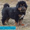 Щенки от пары Ерик х Конфета