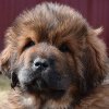 Щенки от пары Ерик х Конфета