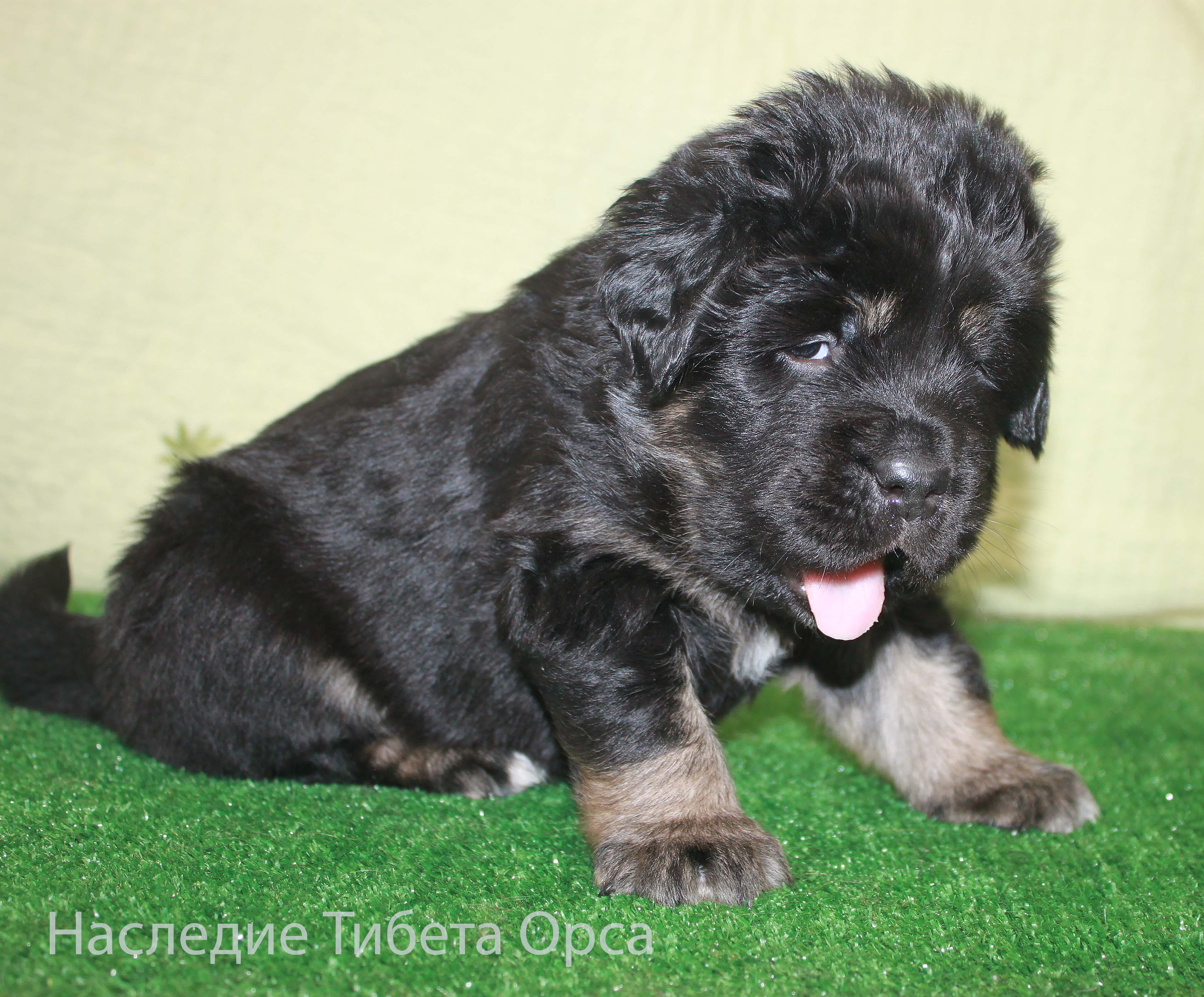 Свободная девочка от Барса и Конфеты