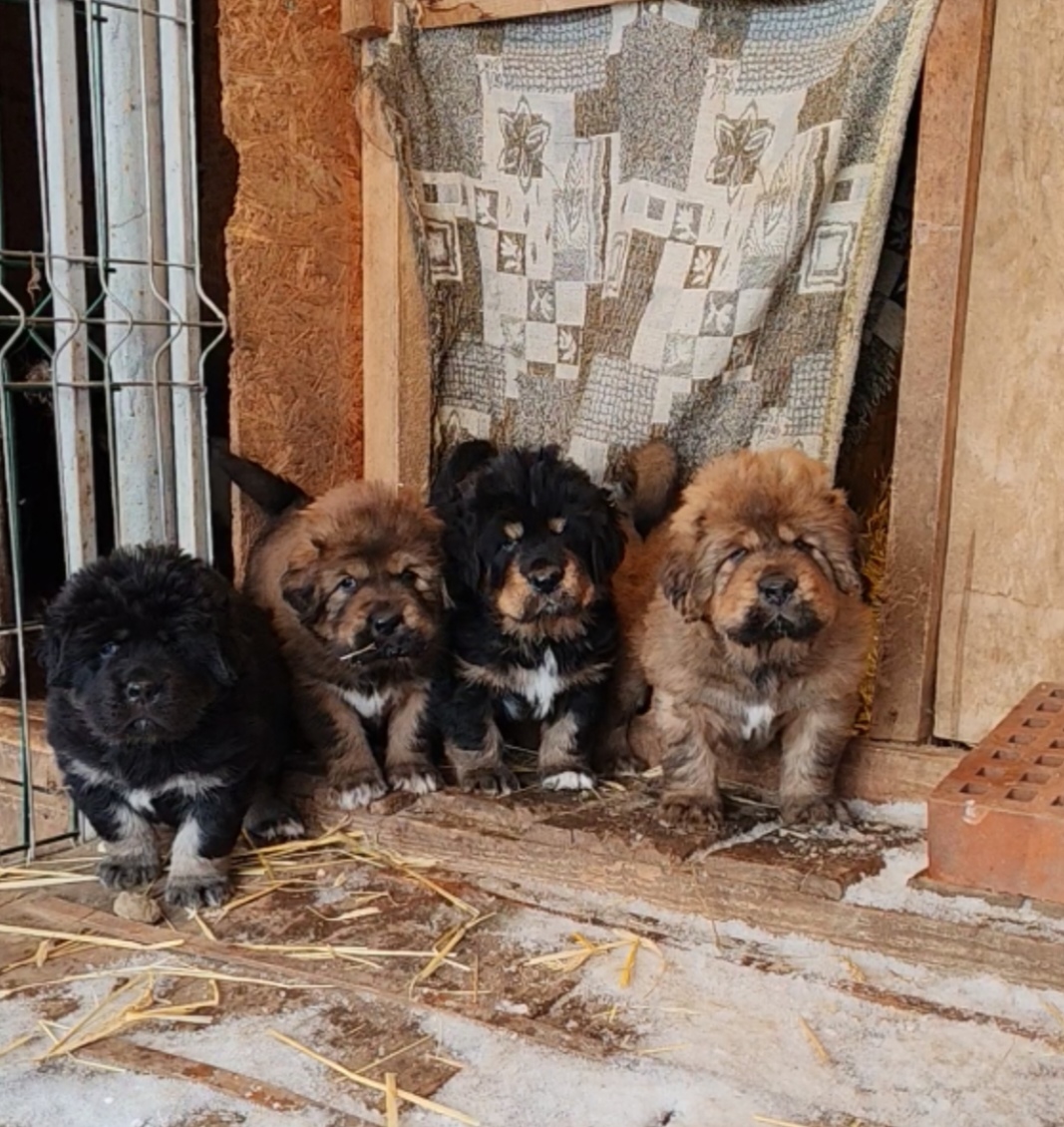 Щенки от Барса и Конфеты2