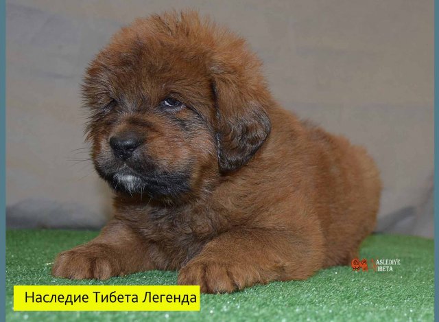 Щенки от пары Брайн х Ютера