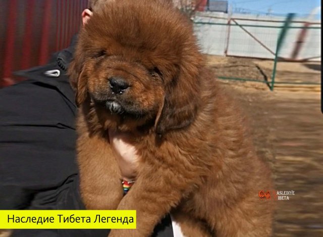 Щенки от пары Брайн х Ютера