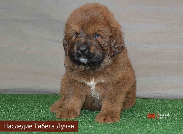 Щенки от пары Брайн х Ютера