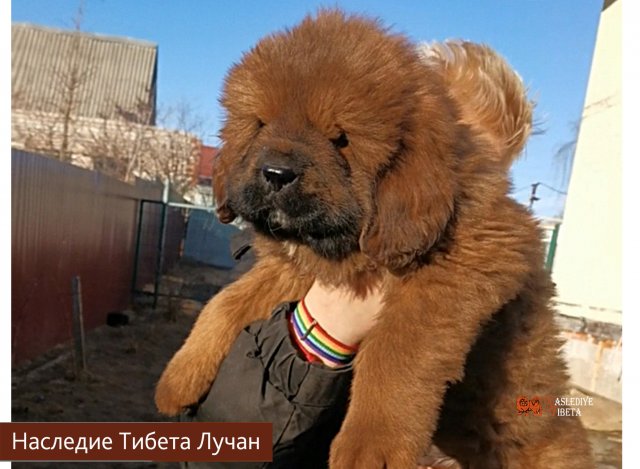 Щенки от пары Брайн х Ютера