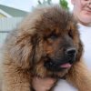 Щенки от пары Брайн х Ютера