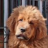 Щенки от пары Брайн х Ютера