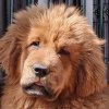 Щенки от пары Брайн х Ютера