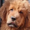 Щенки от пары Брайн х Ютера