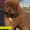 Щенки от пары Брайн х Ютера