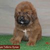 Щенки от пары Брайн х Ютера