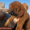 Щенки от пары Брайн х Ютера