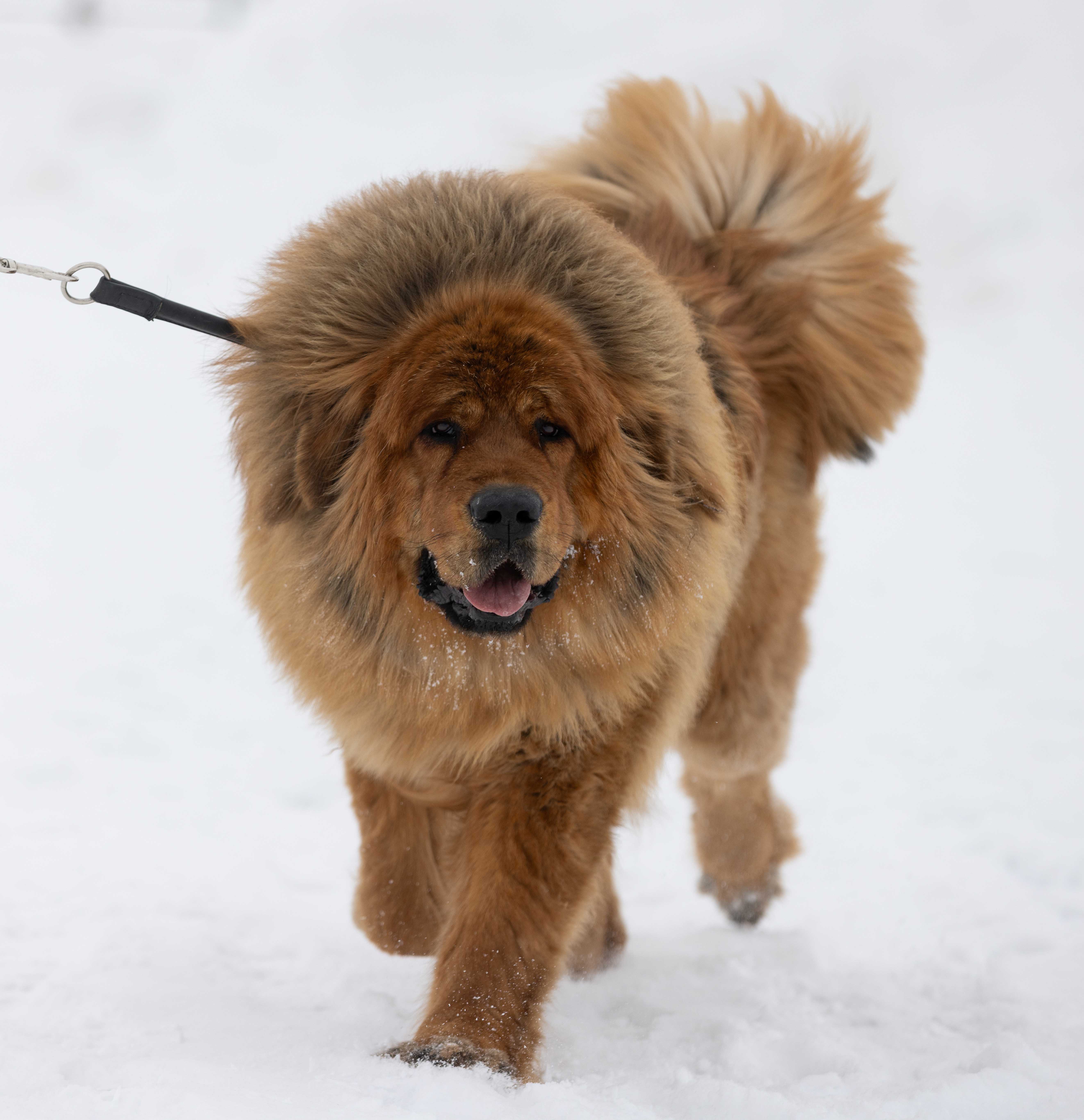 О нашем питомнике